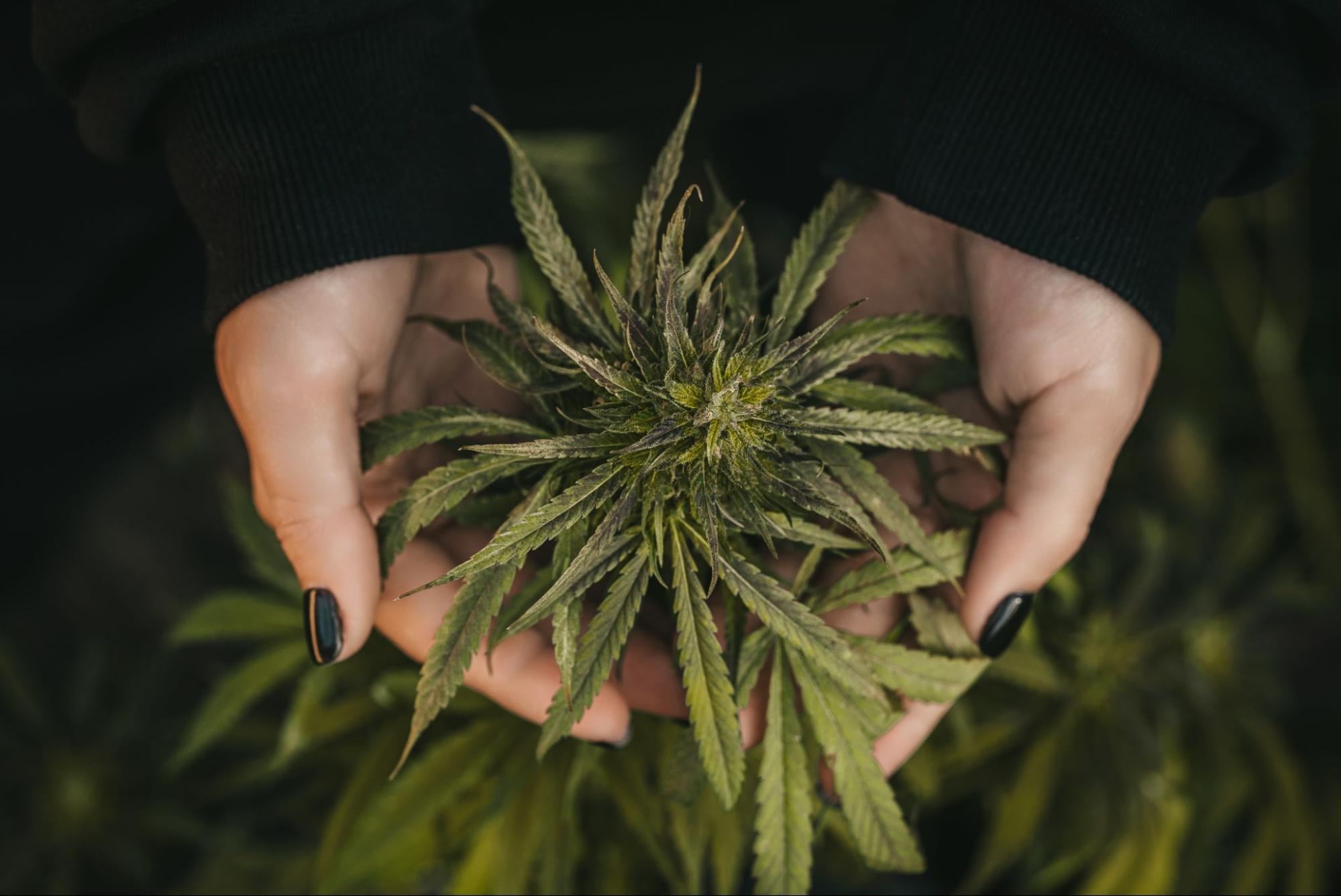 Person holding a marijuana plant in their hands. 