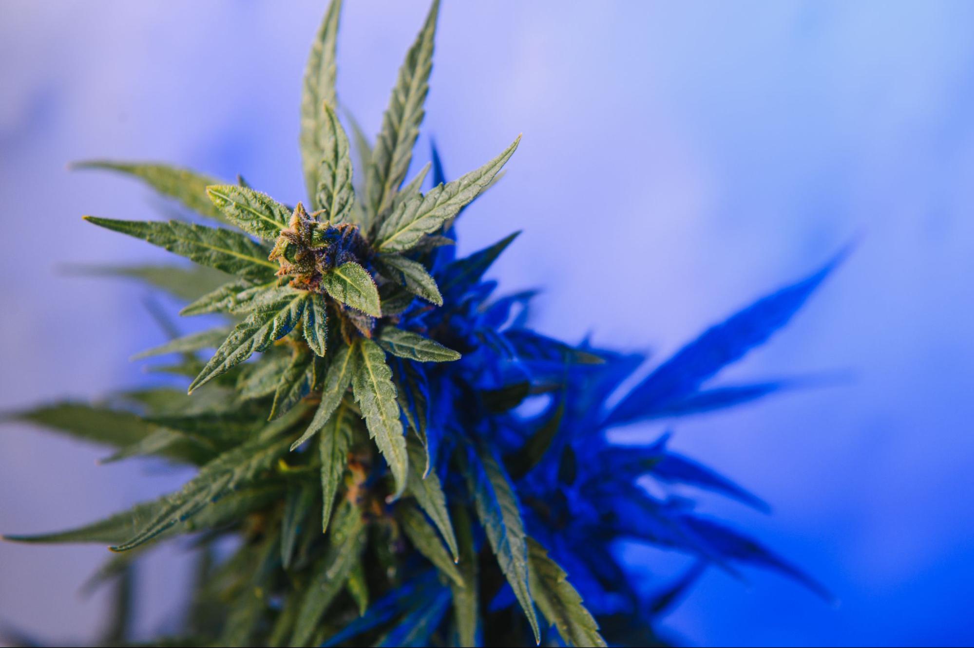 Marijuana plant with a colorful background.