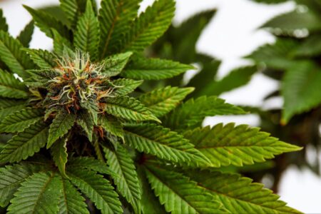 Marijuana leaf with plants in the background.