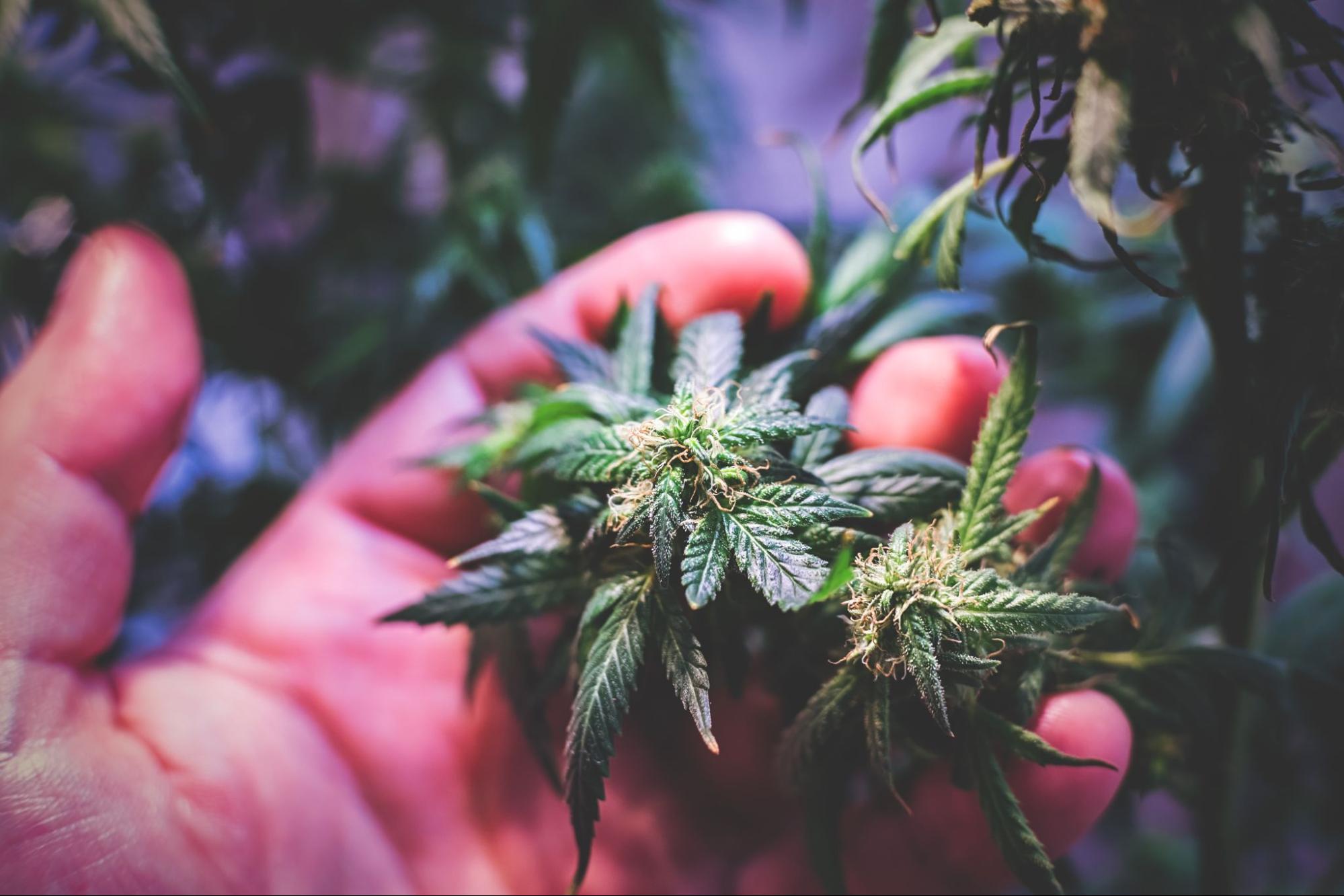 Man holding a marijuana plant in his hand. 