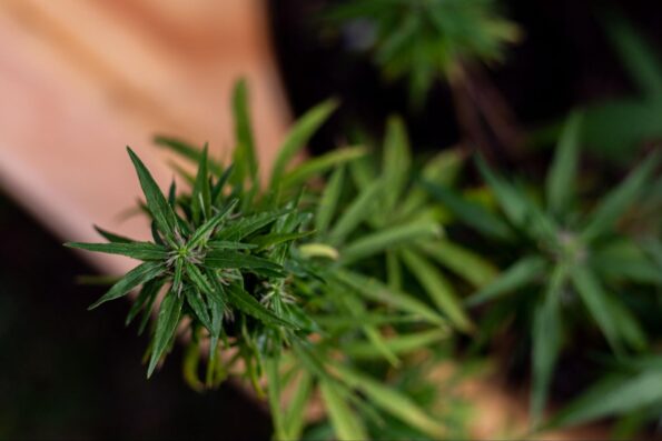 Marijuana plant on a wooden surface.