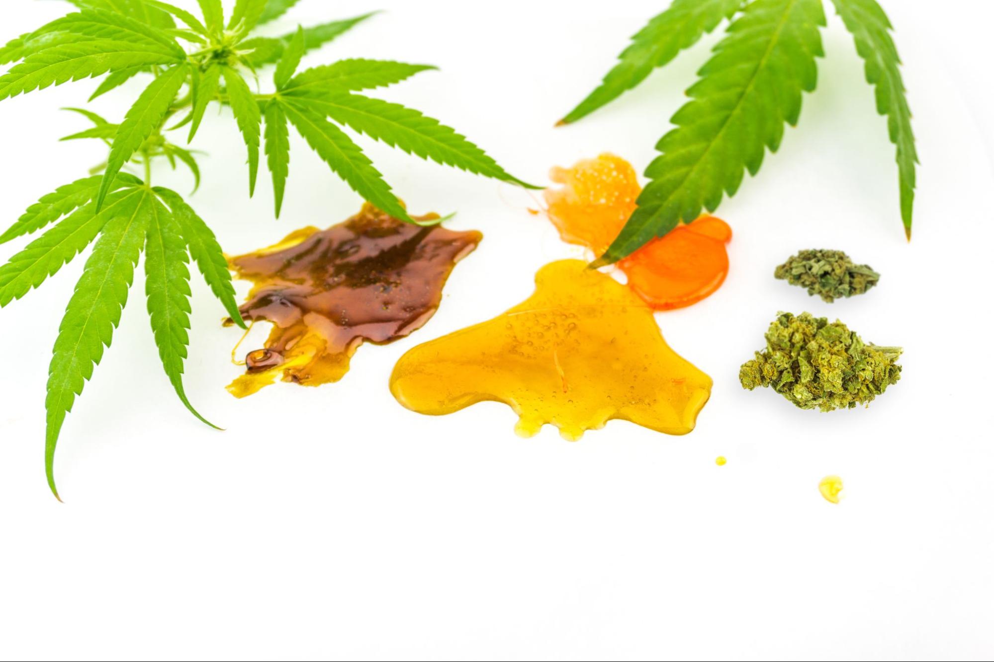 Cannabis leaves and different concentrates on a white background.