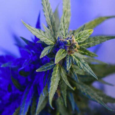 How to Use a Spoon Pipe Like a Pro