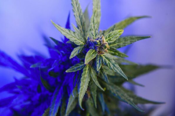 Marijuana leaf with a blank background.