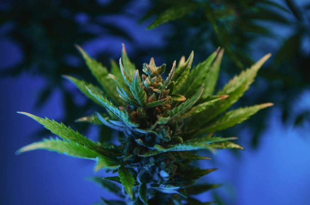 Marijuana leaf with a blank background.