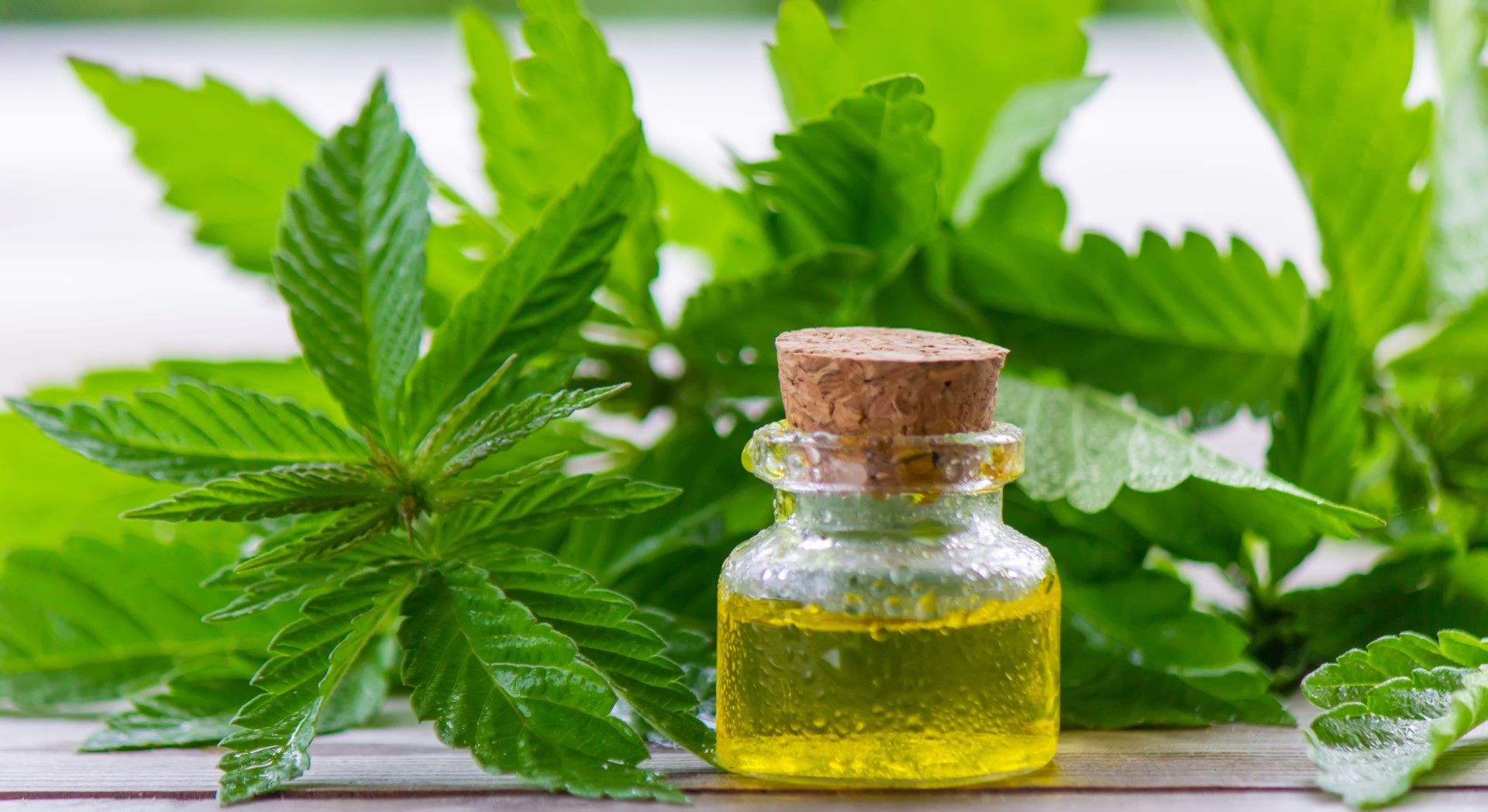 A jar of THC oil in front of fresh cannabis leaves.