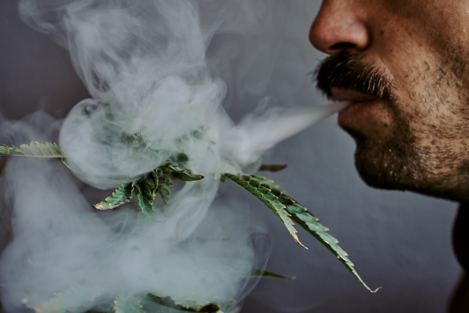 Cropped view of a man blowing smoke into a marijuana plant.