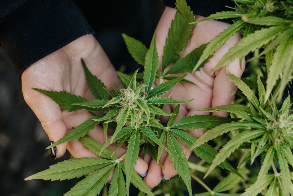 Person holding cannabis plant.