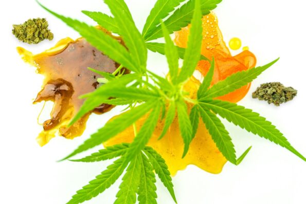 Various types of cannabis THC dab shatter concentrates and extracts with hemp flowers and marijuana buds against a white background.