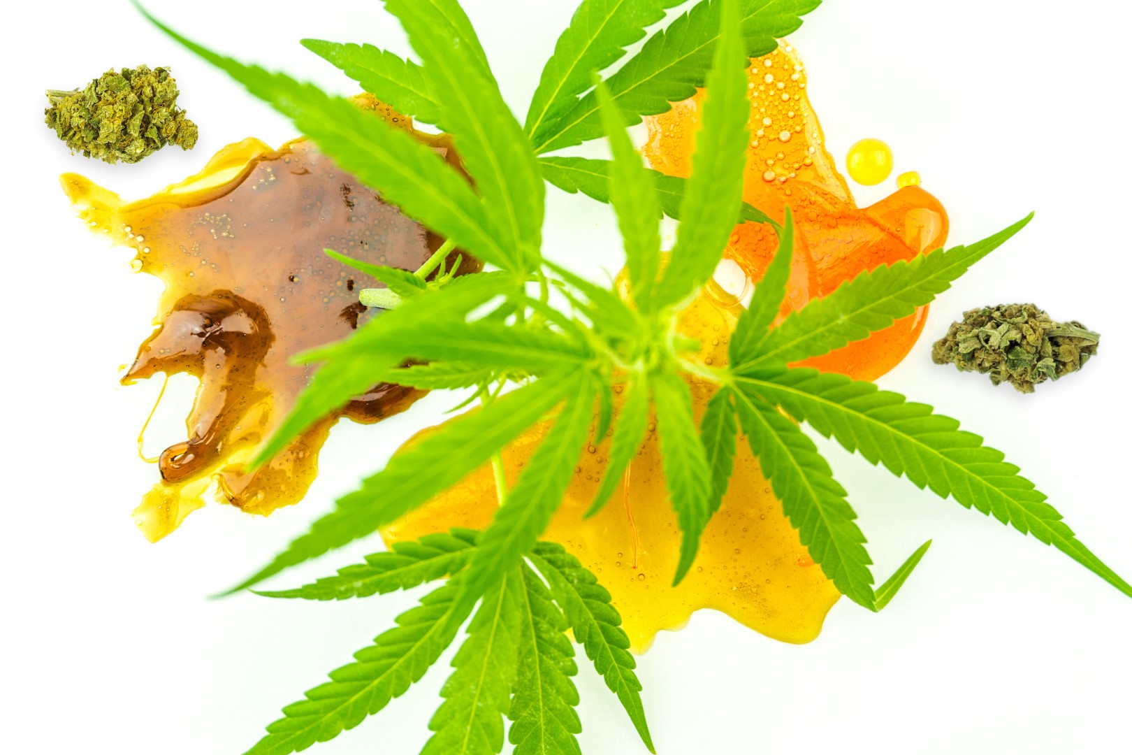 Various types of cannabis THC dab shatter concentrates and extracts with hemp flowers and marijuana buds against a white background.