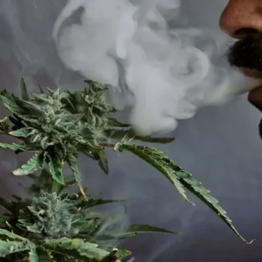 What Are the Most Common Types of Cannabis?