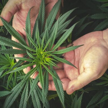 What Are the Most Common Types of Cannabis?