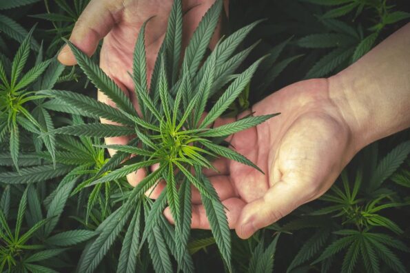 A person’s hands holding a cannabis plant.