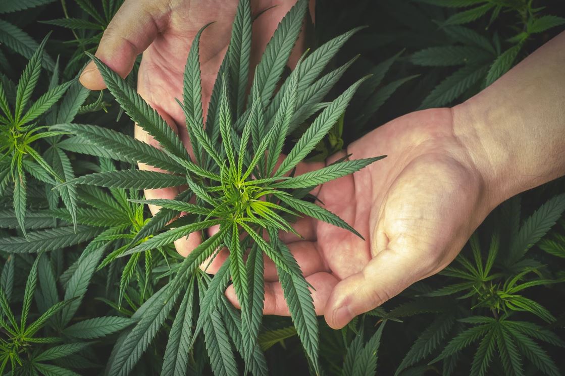 A person’s hands holding a cannabis plant.
