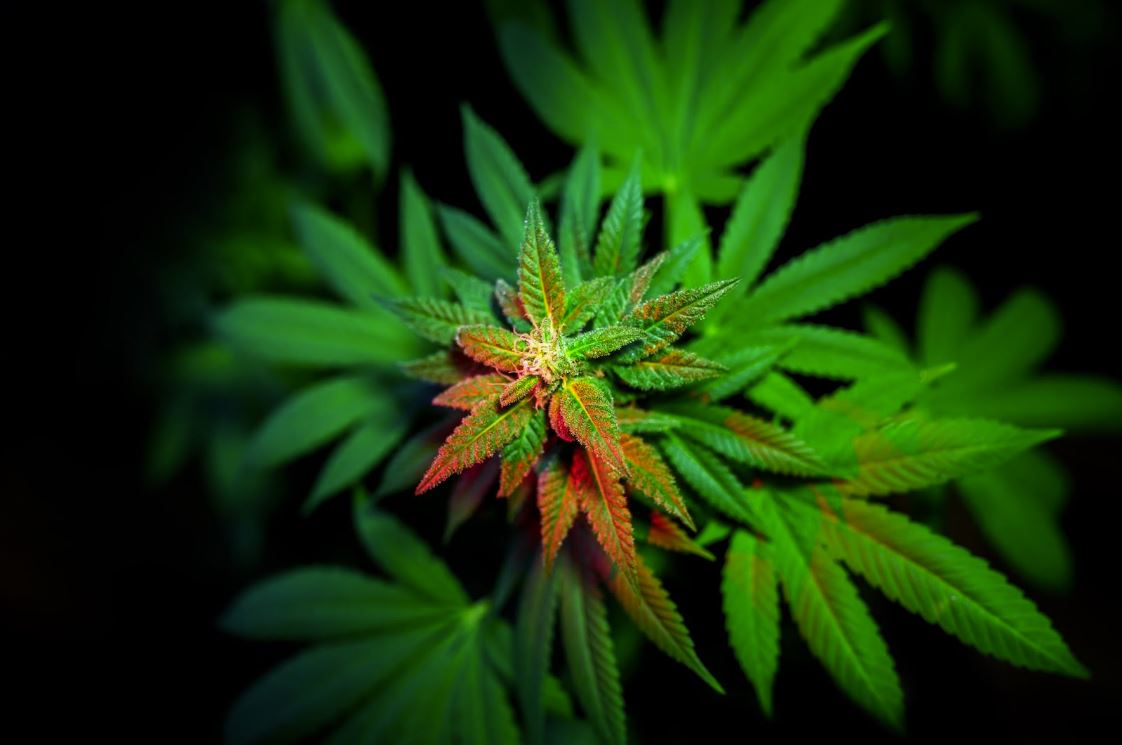 Marijuana plant with a light shining on it.