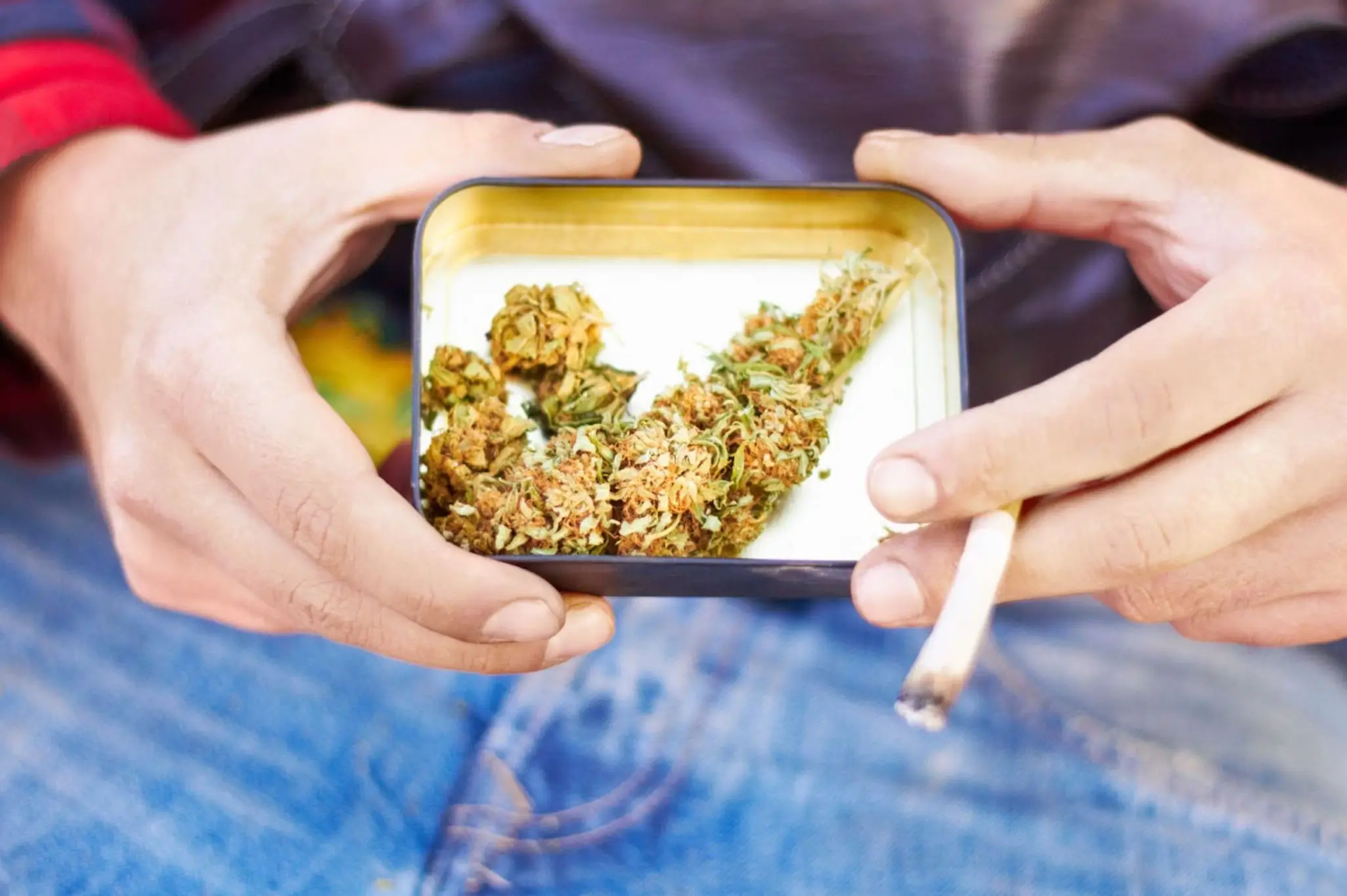 Buds of weed in a rolling tray.