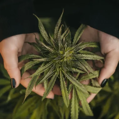 What Are the Most Common Types of Cannabis?