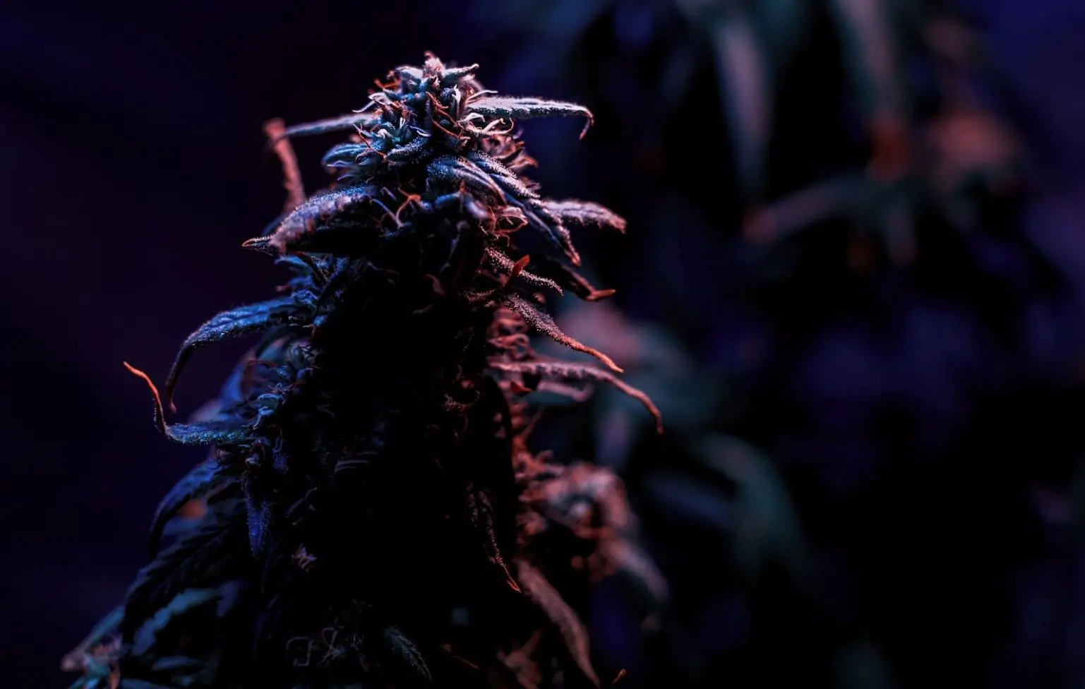 a dimly lit picture of a cannabis plant