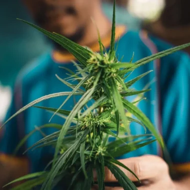 The Science Behind Wax Vaporizers