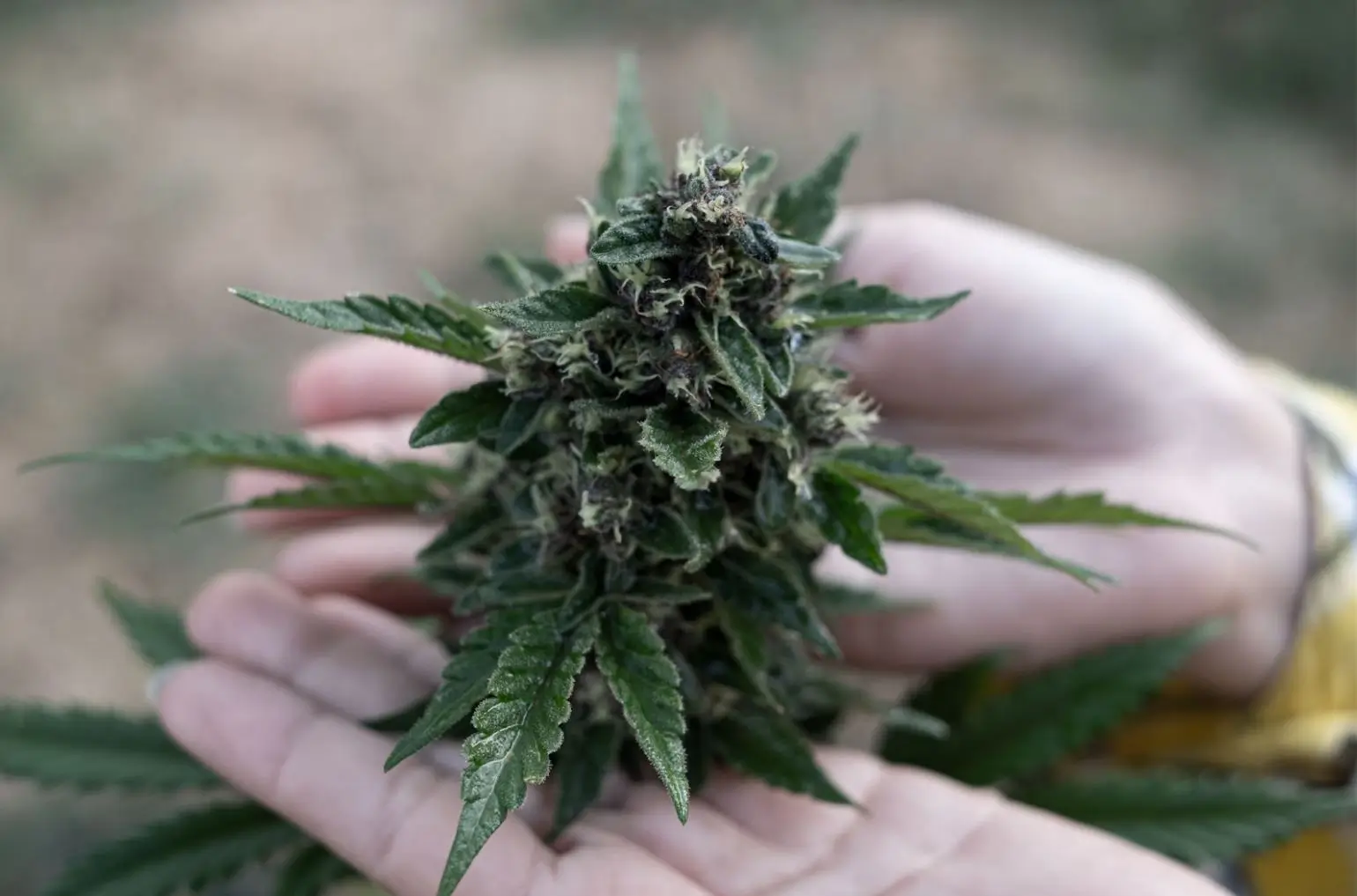hands holding a cannabis plant
