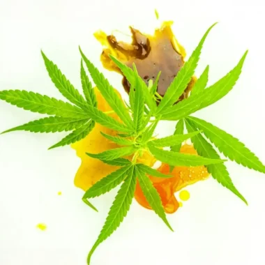 What Are the Most Common Types of Cannabis?