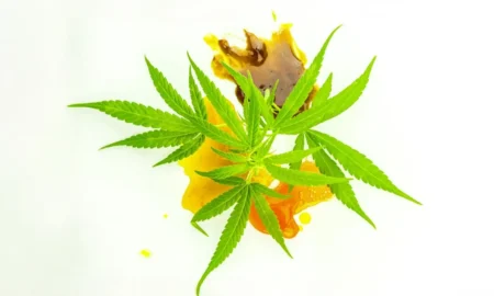 Three different types of concentrated weed against a white background with a marijuana leaf on top.