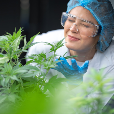 Concentrated Weed: What You Should Know & How to Stay Safe