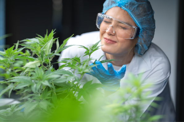 A woman growing marijuana